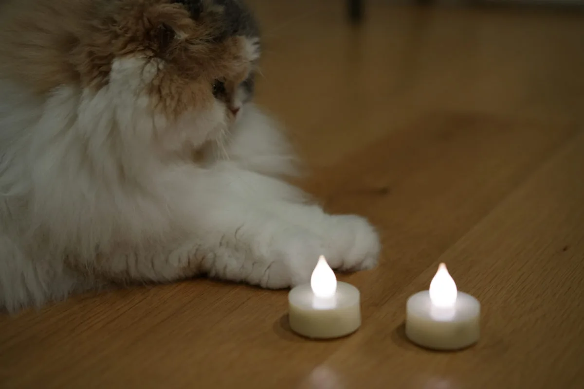 猫の傍でフローリングに並んで点灯するLEDティーライトキャンドル ピエニ2個