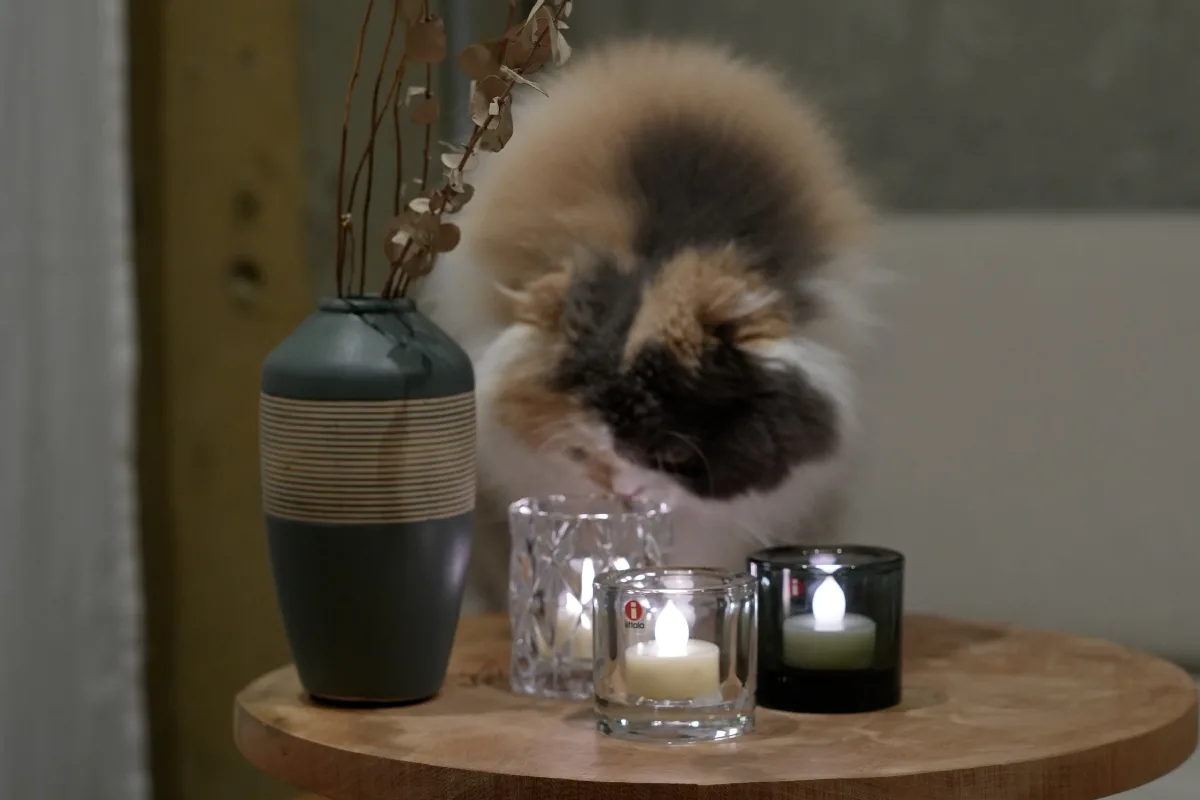 猫がLEDティーライトキャンドルのそばで安心して過ごす様子、ガラスホルダー入り