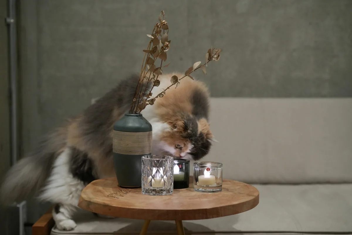 猫が丸テーブルの上に置かれたLEDキャンドルホルダーに顔を近づける、火を使わない安全な灯り